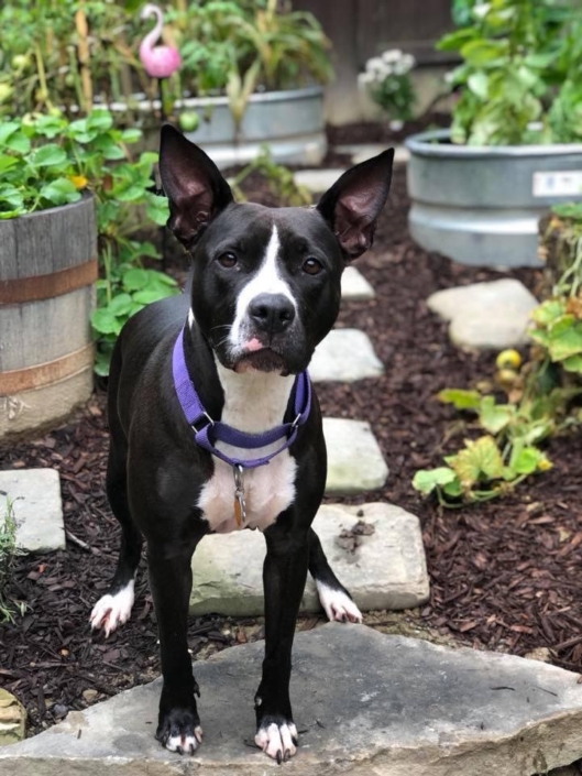 Rescue Dogs Rock NYC Rescue Dogs Rock NYC