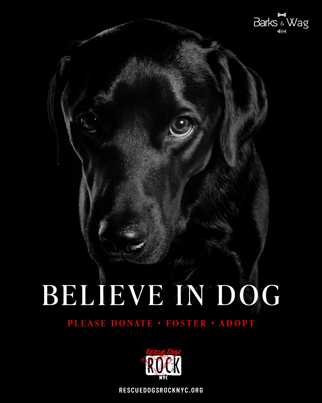 Rescue Dogs Rock NYC Rescue Dogs Rock NYC