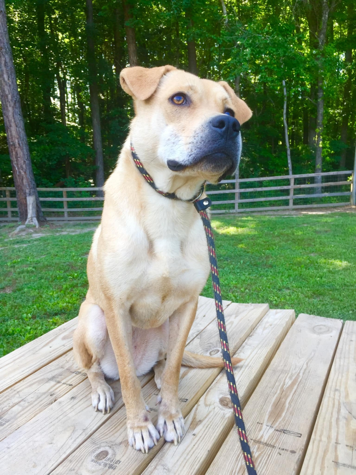 Rescue Dogs Rock NYC Rescue Dogs Rock NYC