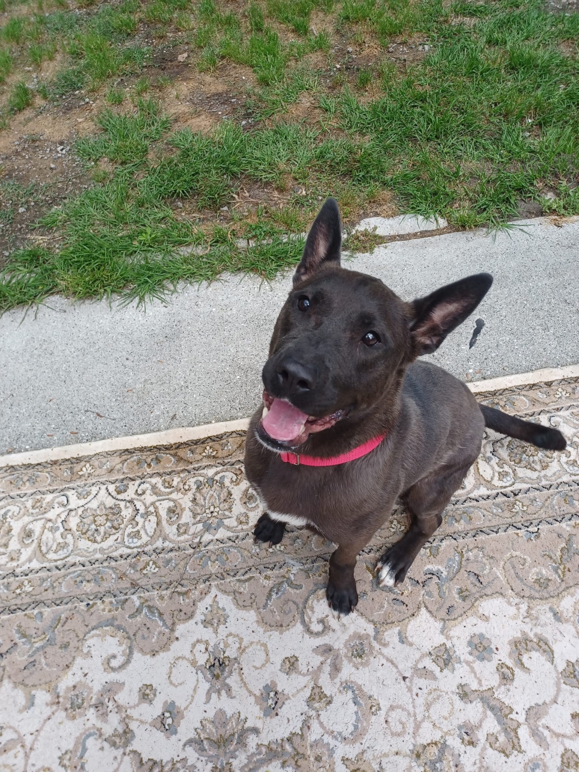 Rescue Dogs Rock NYC Rescue Dogs Rock NYC